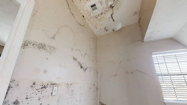 Mold Remediation for Vacation Homes in East Merrimack, NH